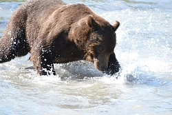 Combined tour to Kamchatka «The Land of Bears and Volcanoes» рис.4