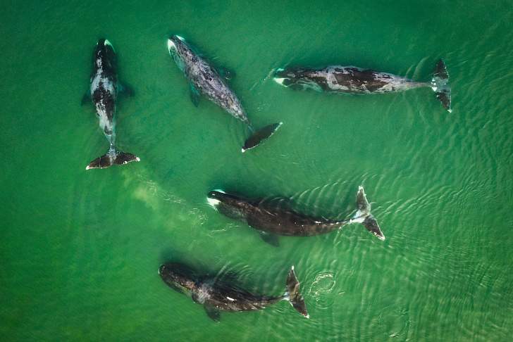 Экспедиционный тур на Шантарские острова «Шантарские острова и киты Охотоморья»