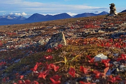 Expedition tour to Chukotka «Whales, birds and reindeer herders of the Beringia National Park» рис.5