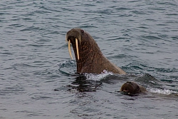 Экспедиционный круиз по Арктике на судне «Профессор Молчанов» «Земля Франца-Иосифа и Новая Земля» рис.2
