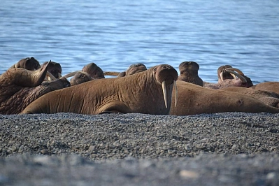 Expedition tour to Chukotka «Whales and walruses of the Beringia National Park» рис.1