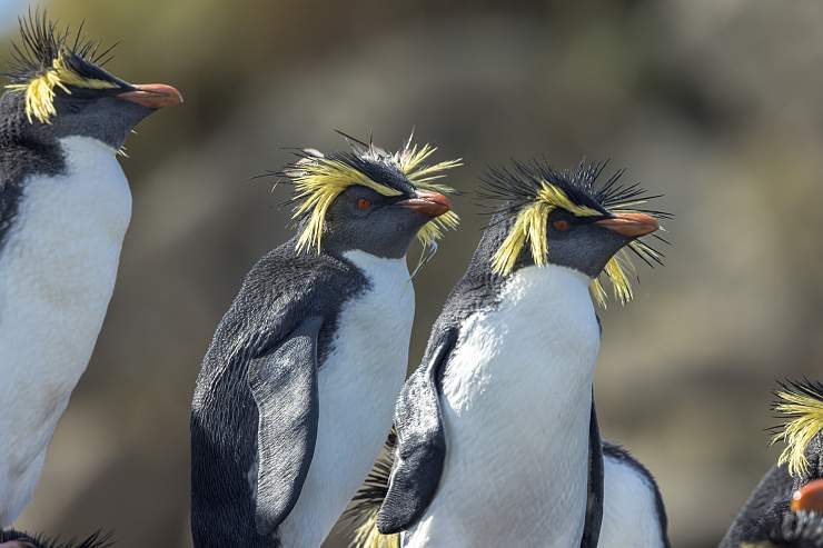 Хохлатые пингвины