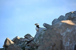 Expedition tour to Chukotka «Whales and walruses of the Beringia National Park» рис.3