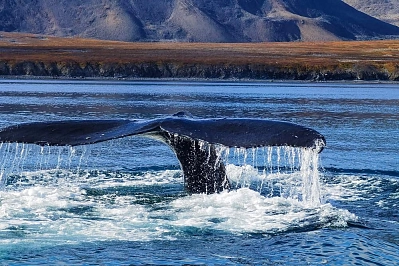 Expedition tour to Chukotka «Whales, birds and reindeer herders of the Beringia National Park» рис.1