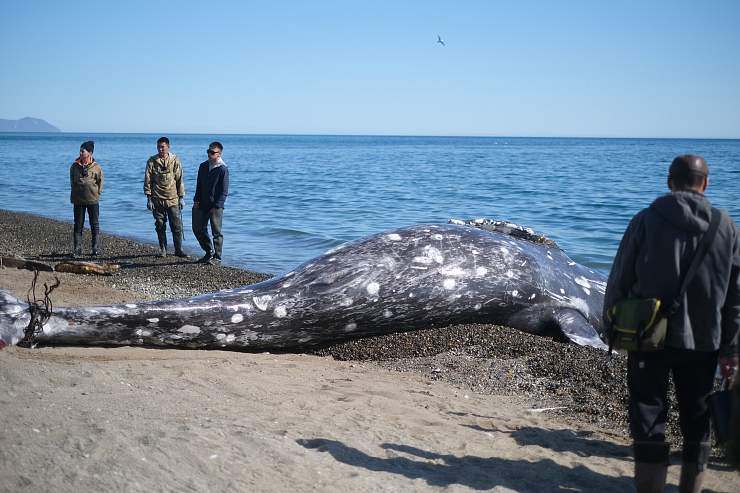 Где посмотреть на китов вживую в России