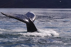 Expedition tour to Chukotka «Whales and walruses of the Beringia National Park» рис.2