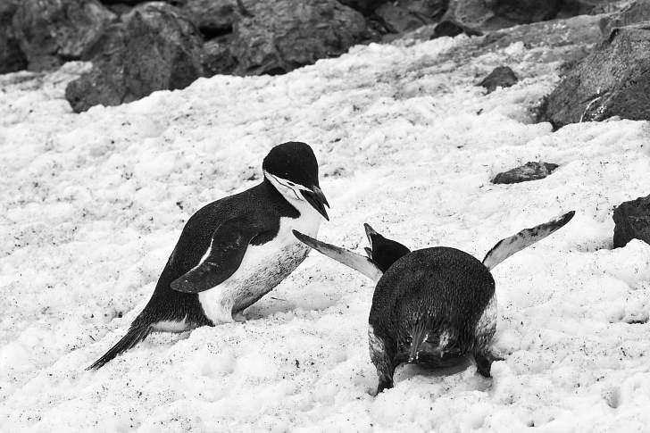 Экспедиционный круиз в Антарктику «Большое Южное путешествие» на мега-яхте класса «люкс» Le Lyrial
