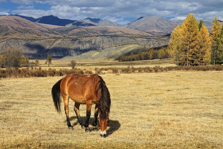 Фото тура: Экскурсионный тур на Алтае «Заповедная земля»