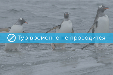 Экспедиционный круиз в Антарктику «Императорские пингвины моря Уэдделла» на борту роскошного ледокола Le Commandant Charcot рис.1