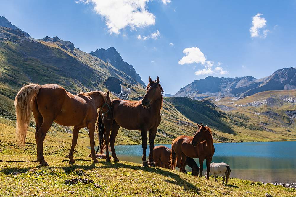 Конные туры на Кавказе