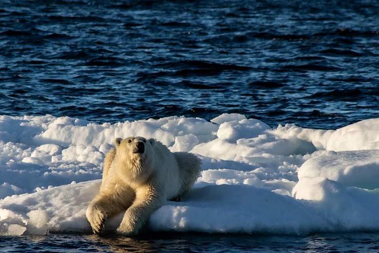 Белые медведи в Арктике