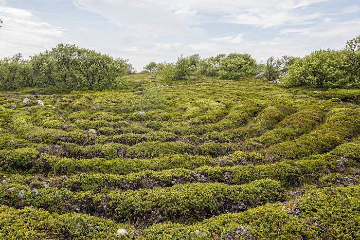 Каменные лабиринты