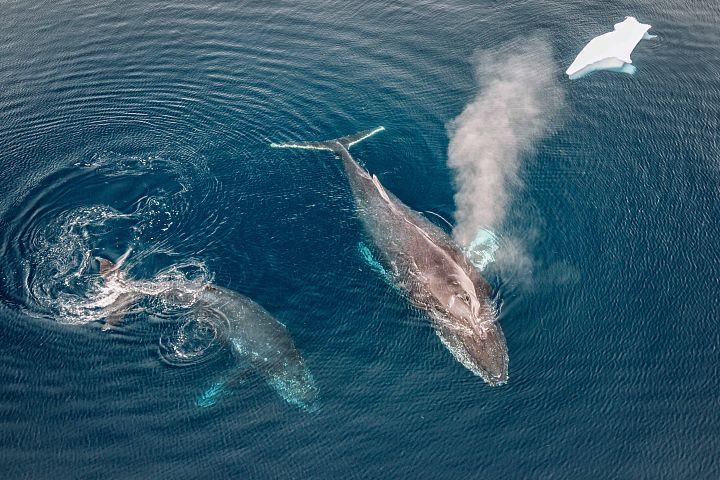 Фото тура: Экспедиционный круиз на мега-яхте SH Minerva «Эхо морей. Фантастическое путешествие из Антарктиды в Новую Зеландию»