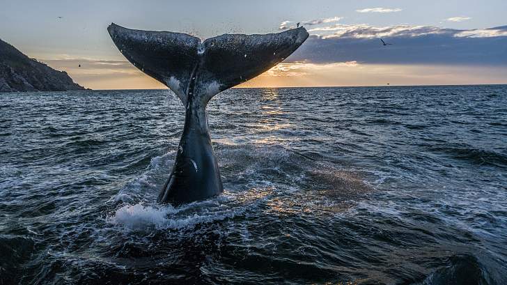 Экспедиционный тур«Шантарские острова и киты Охотоморья»