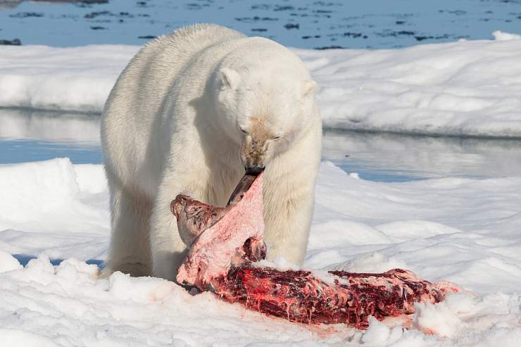 Белый медведь на охоте