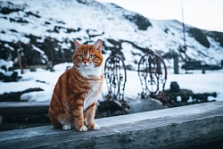 Экскурсионно-активный тур на Сахалин и Курильские острова «Жаркая зима» (о. Сахалин – о. Итуруп) рис.2
