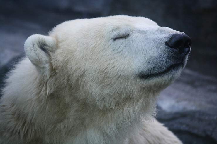 Морда белого медведя