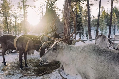 Excursion tour to Kola Peninsula: Above the Arctic Circle