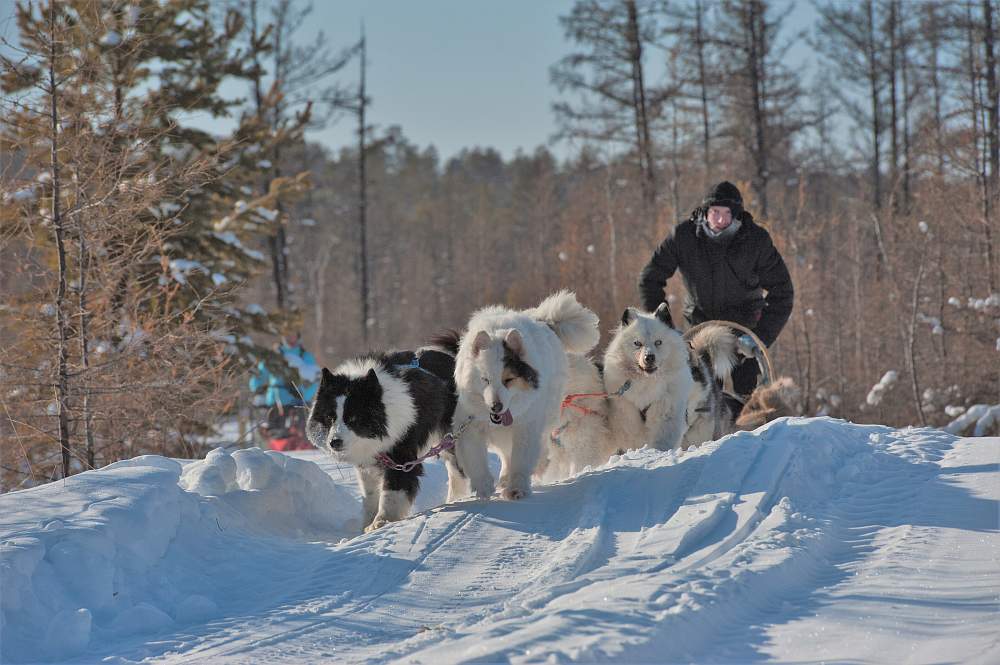 Собачьи упряжки в Якутии