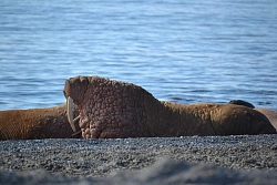 Expedition tour to Chukotka «Whales and walruses of the Beringia National Park» рис.5