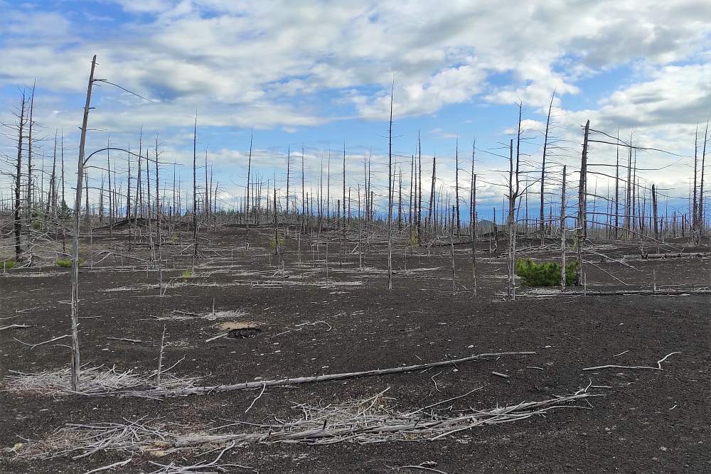 Мёртвый лес на Камчатке