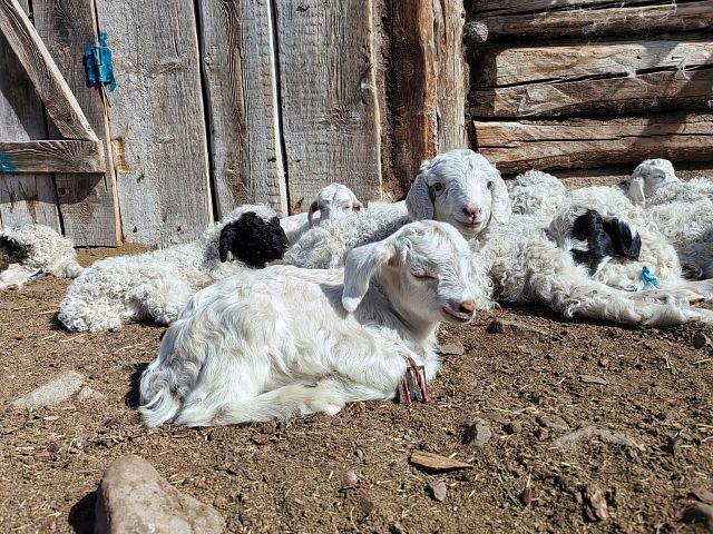 Фото тура: Комбинированный тур в Тыву «Серебряные горы»