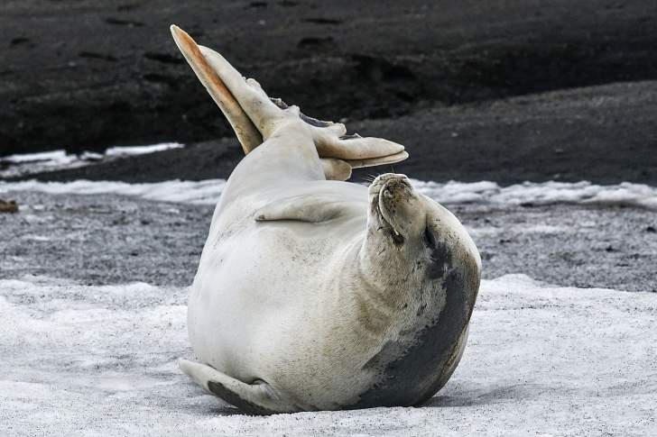 Экспедиционный круиз в Антарктику «Большое Южное путешествие» на мега-яхте класса «люкс»  L'Austral