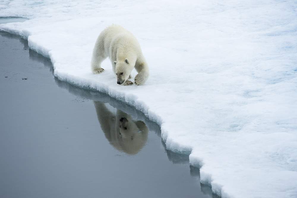 Белые медведи в Арктике