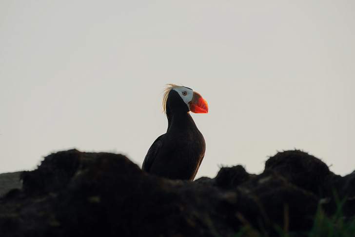 Экспедиционный круиз с посещением Командорских островов на судне «Академик Шокальский» (6 дней)