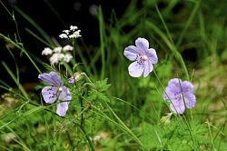 Экскурсионно-этнографический тур на Алтае с детьми «Тайны древнего пути» рис.4