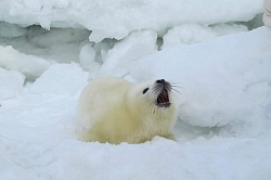Экспедиция в Архангельской области «Наблюдение за бельками в Белом море» рис.2