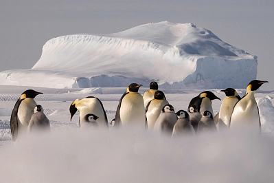 Активный тур в Антарктиду «Полет на Южный полюс и посещение колонии императорских пингвинов» рис.1