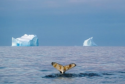 Парусная экспедиция к Антарктическому полуострову на судне Scorpius (с перелетом через пролив Дрейка) рис.2