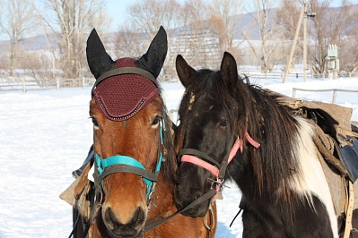  Конно-санный тур в Башкирии «Зилимский экспресс»  рис.1