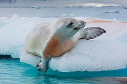 Экспедиционный круиз к Антарктическому полуострову «За Полярным кругом» на мега-яхте SH Vega рис.5