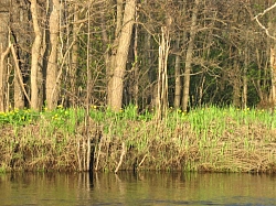 Сплав на байдарках по реке Колпь во Владимирской области «Праздничный» рис.3