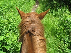 Конный тур на Алтае «Пять дней в седле» рис.5
