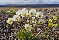 Эколого-этнографический тур на плато Путорана рис.5