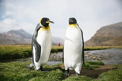 Экспедиционный круиз к Антарктическому полуострову «Вся Антарктика в одном путешествии» на судне «Си Спирит» (23 дня) рис.4