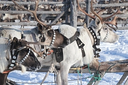 Тур на снегоходах на Кольском полуострове «Хибины – Белое море» рис.3