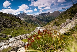 Пеший тур на Алтае «К подножью Белухи Ороктойской тропой» рис.5