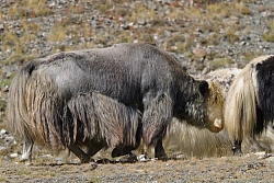 Экспедиционный тур на Алтай, в Хакасию и Тыву «Путешествие в страну шаманов» рис.4