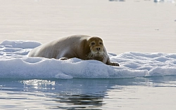 Экспедиционный круиз на Шпицберген «Северный Шпицберген»  рис.5