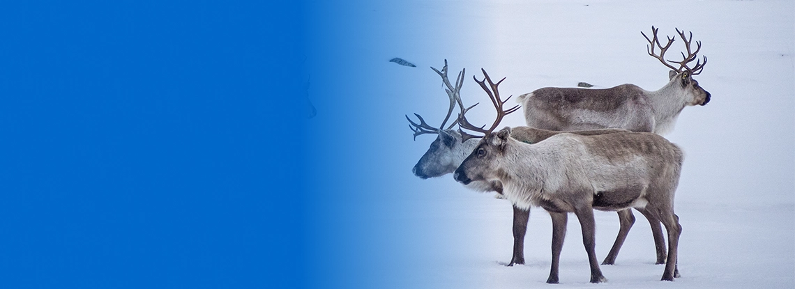 Yamal peninsula
