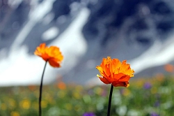 Конный тур на Алтае «К подножью Белухи» рис.2