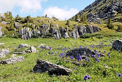 Альпийские луга Алтая