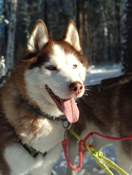 Excursion tour to Baikal «Winter Fairy Tale of lake Baikal» рис.3