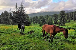 Конный тур на Алтае «Таёжный уют» рис.2