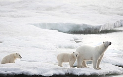 Экспедиционный круиз на Шпицберген «Вокруг Шпицбергена», 10 дней рис.3