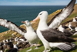 Экспедиционный круиз в Антарктику «Фолклендские острова и Южная Георгия» на судне «Си Спирит» рис.4